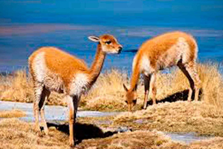 Arequipa: Salinas Lagoon and City Tour with 4x4 Ride