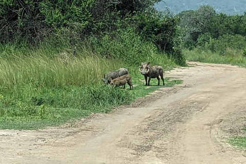 Kigali : Safari d&#039;une journée dans le parc national de l&#039;AkageraExcursion dans le parc national de l&#039;Akagera