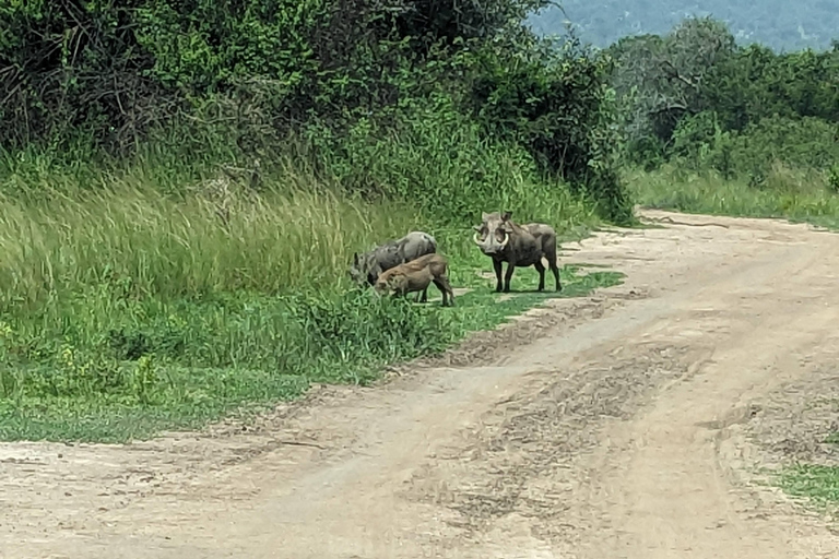 Kigali: Safari de dia inteiro no Parque Nacional de AkageraViagem de 1 dia ao parque nacional de Akagera