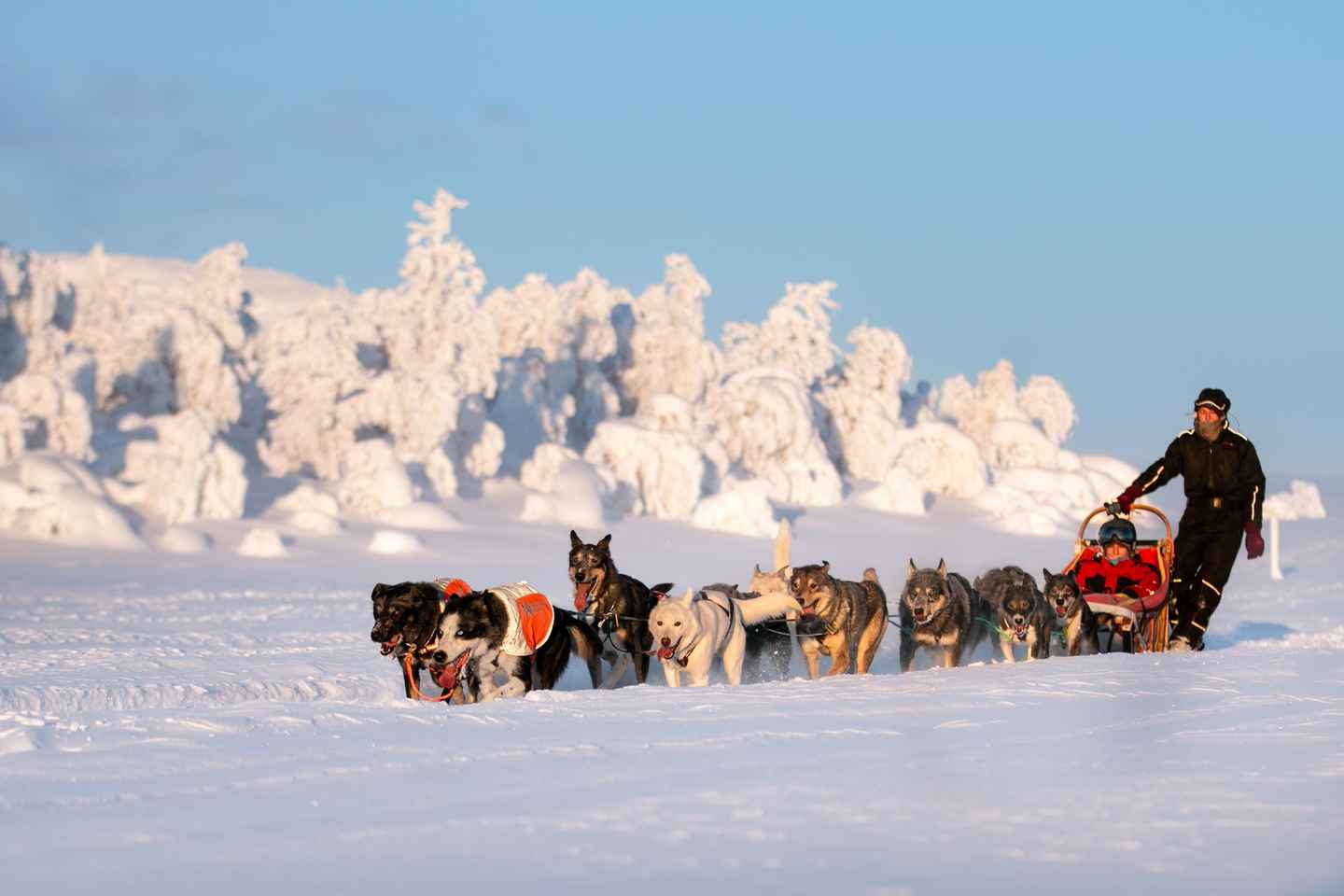 Bakvattnet: Husky Exclusive Tour Ansättenfjäll
