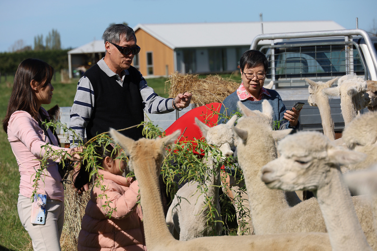 From Christchurch: Alpaca Farm Tour with Feeding and Guide