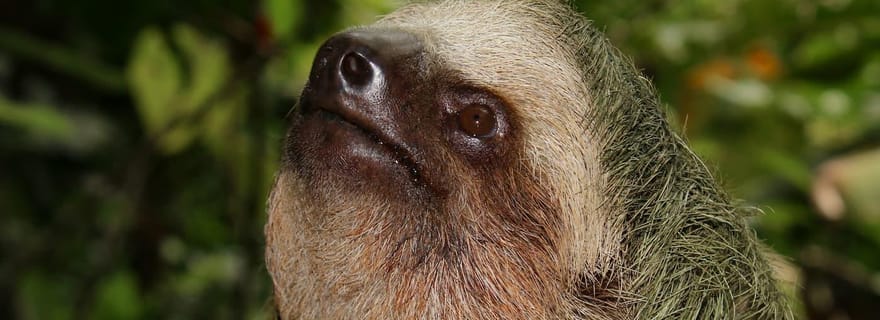 La Fortuna : Visite privée Volcan Arenal