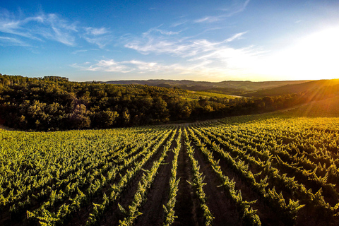 Livorno/Piombino: wyprawa do Pizy i Lukki z degustacjąLivorno/Piombino: Pisa &amp; Lucca Shore Excursion with Tasting