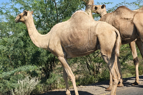 3-Day Awash National Park Safari with Lodge