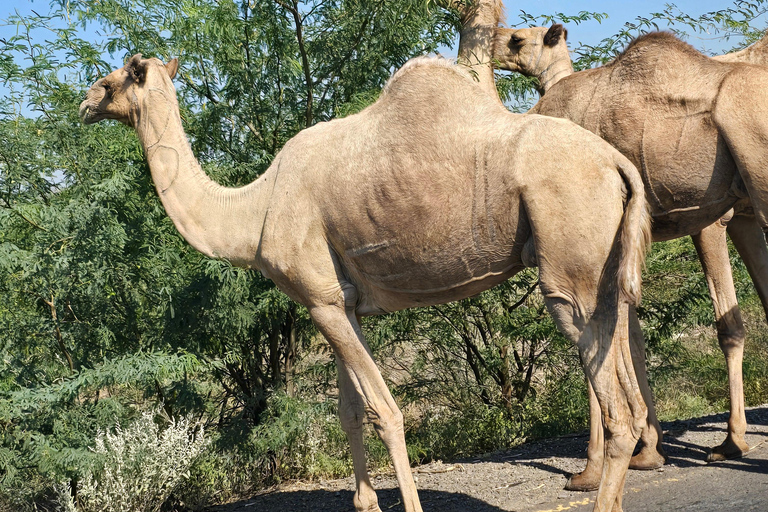 3-Day Awash National Park Safari with Lodge