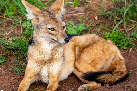 Nairobi: National Park Guided Game Drive Nairobi National Park Private Game Drive