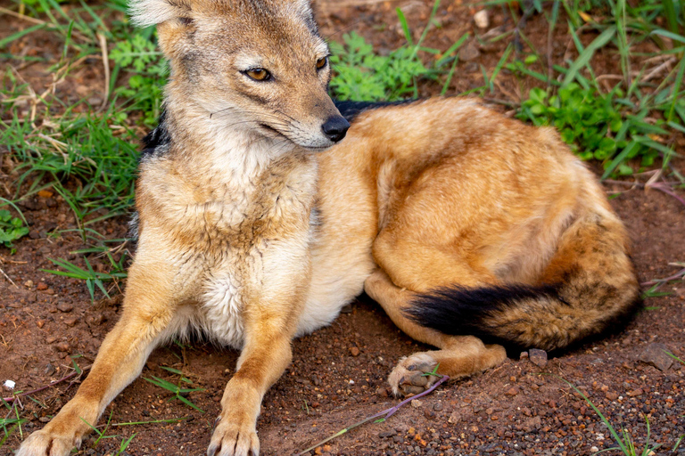 Nairobi: National Park Guided Game Drive Nairobi National Park Private Game Drive