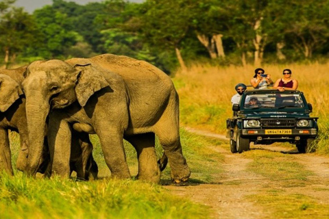 دلهي: جولة في حديقة جيم كوربيت الوطنية لمدة يومين مع التنقلاتجولة بسيارة مكيفة الهواء، ومرشد للغاب