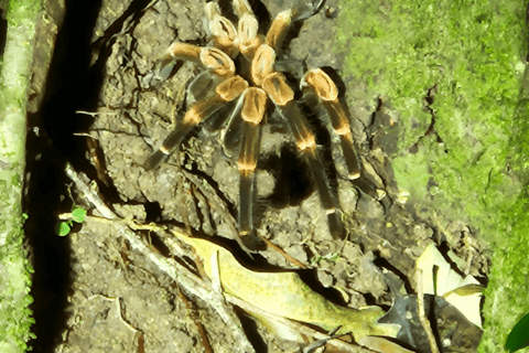 Monteverde: Cloud Forest Night Tour with Pablo