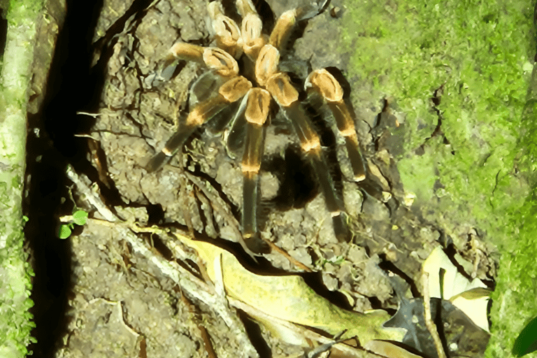 Monteverde: Cloud Forest Night Tour with Pablo