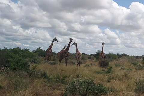 5-Day Amboseli & Tsavo East/West Safari with Salt Lick Stay
