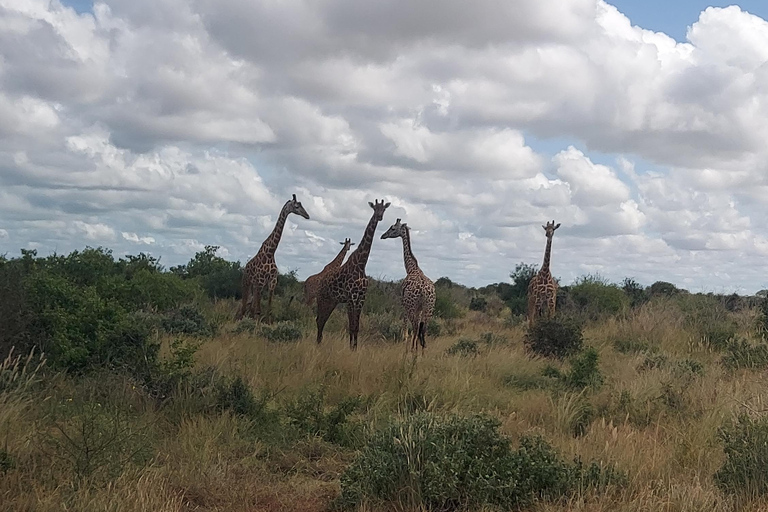 5-Day Amboseli & Tsavo East/West Safari with Salt Lick Stay
