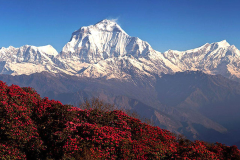 Katmandou : 3 jours de randonnée guidée à Ghorepani Poon HillAu départ de Katmandou : randonnée de 3 jours à Poon Hill au lever du soleil