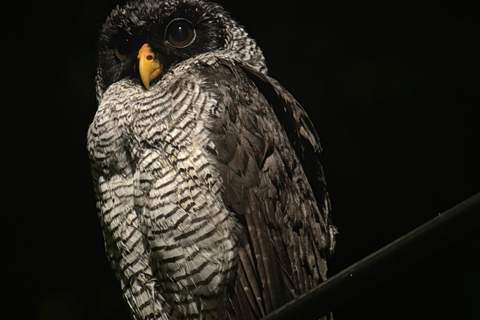 Puerto Jimenez: Jungle Night Walk near Corcovado NP