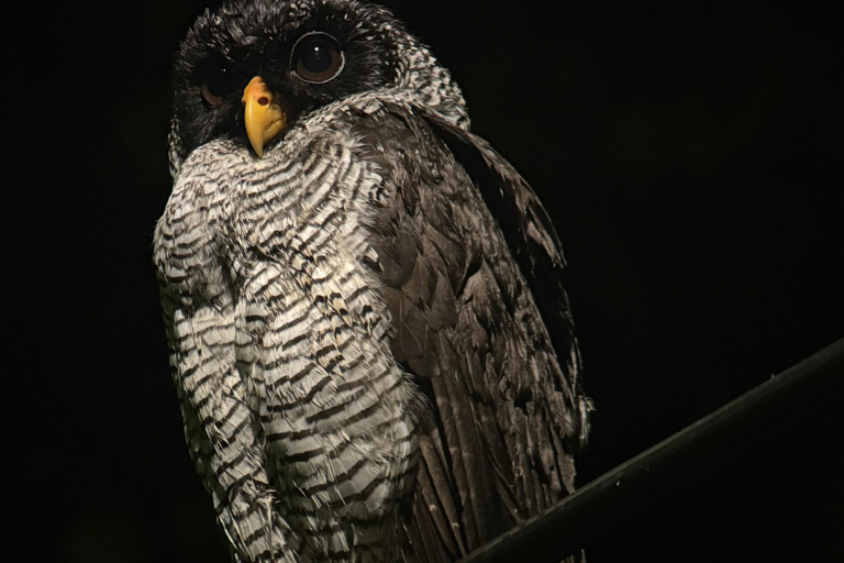 Puerto Jimenez: Jungle Night Walk near Corcovado NP