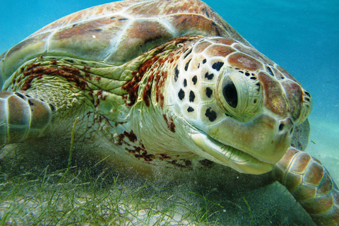 Akumal: Tsuuk Park Entry with Turtles Snorkeling Tour