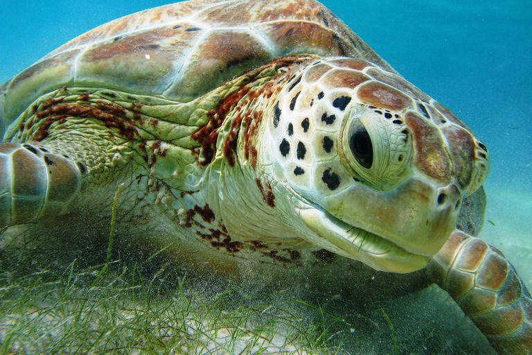 Akumal: Tsuuk Park Entry with Turtles Snorkeling Tour