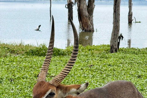 From Nairobi: Lake Naivasha, & Crescent Island Tour