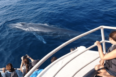 Mirissa: Whale Watching Cruise With Blue Whales & Dolphins