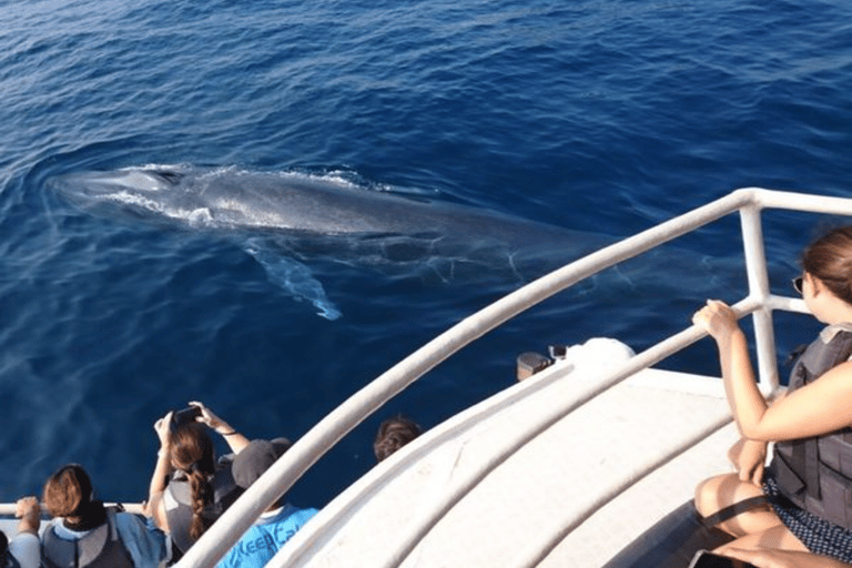 Mirissa: Whale Watching Cruise With Blue Whales & Dolphins