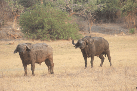 Livingstone: Private White Rhino Photography Safari
