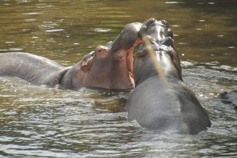 De Nairobi Safari: 4 dias em Maasai Mara e Lago Nakuru