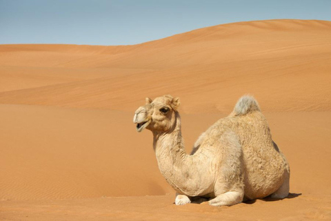 From Djerba: Desert, Ksar Ghilane, Matmata & Toujane by 4x4