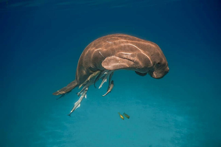 Coron: Dugong Watching and Snorkeling Tour with Lunch