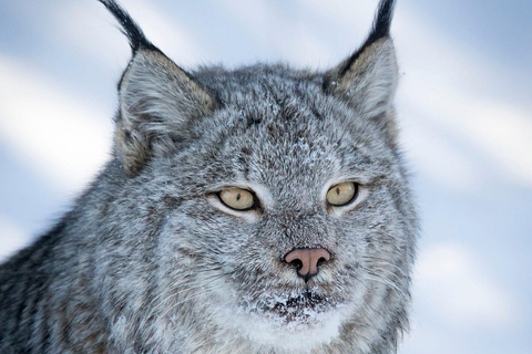 Banff : Randonnée hivernale en pleine nature avec suivi de la faune - 2 heures