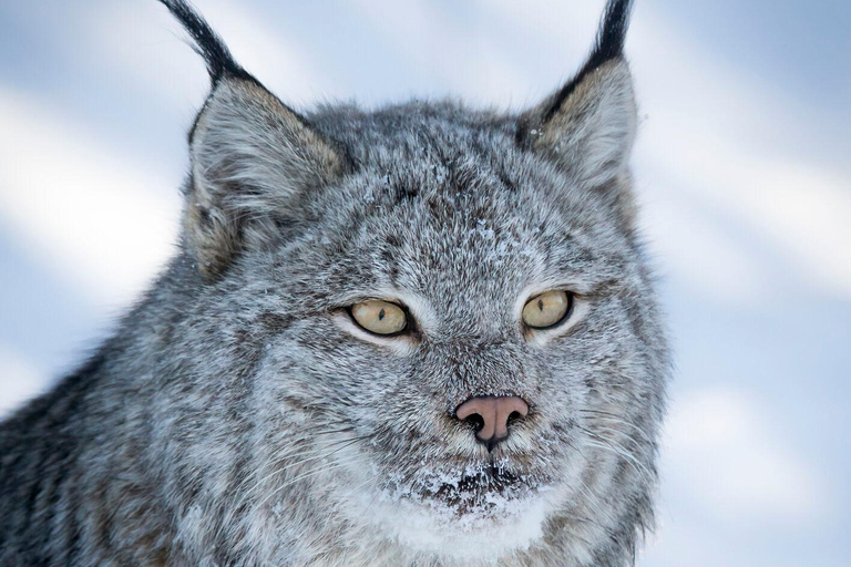 Banff : Randonnée hivernale en pleine nature avec suivi de la faune - 2 heures