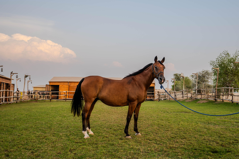 Dubai: Al Marmoom Oasis Horse Riding Experience with Snack 30-Minute Horse Ride with Hotel Pickup and Drop-Off