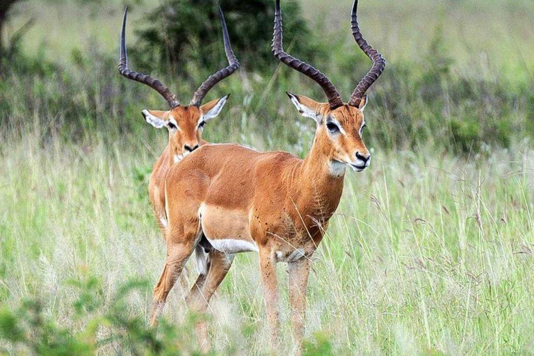 Daressalam: 5-tägige Safari im Süden