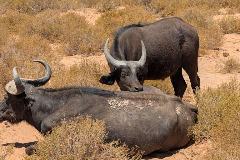 Cape Town Big 5 afternoon safari with lunch and transport
