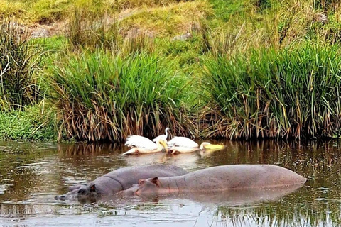 Arusha : Safari de 3 jours à Tarangire, Lac Manyara et Ngorongoro