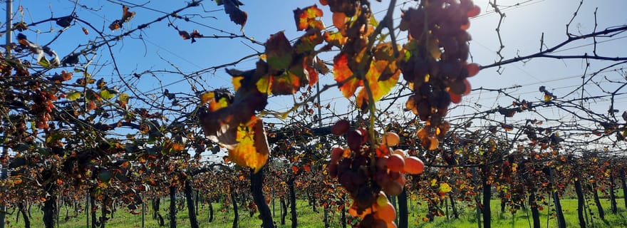 Majorque : mini-circuit « Bodega & Olives » avec dégustation de vin/d'huile