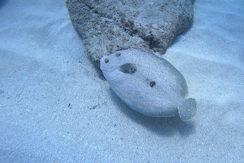 Oahu: Beginner SCUBA duik bij Electric Beach