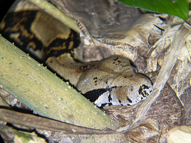 Tortuguero: nachtelijke wandeling en rondleiding in het Frans