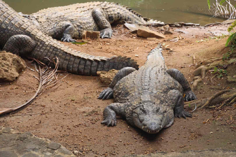 South Mauritius Tour with Crocodile Park & 23-Colored Earth