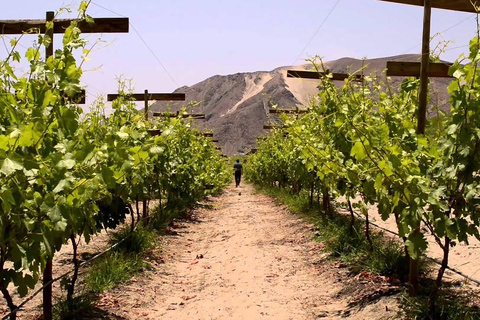 De Ica: Vinho, pisco e experiência de buggy nas dunas