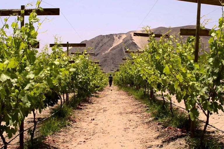 De Ica: Vinho, pisco e experiência de buggy nas dunas