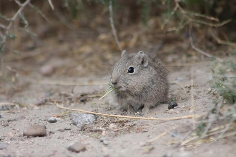 Puerto Madryn: Full-Day Wildlife Safari on Peninsula Valdés Peninsula Valdés: Private Full-Day Excursion from Puerto Madryn