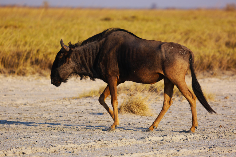 Victoria Falls: Zambezi Sunset Cruise & Botswana Chobe Park