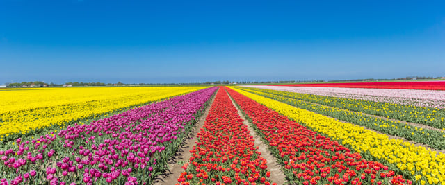 From Amsterdam: take the famous Tulip route tour