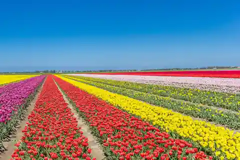From Amsterdam: take the famous Tulip route tour