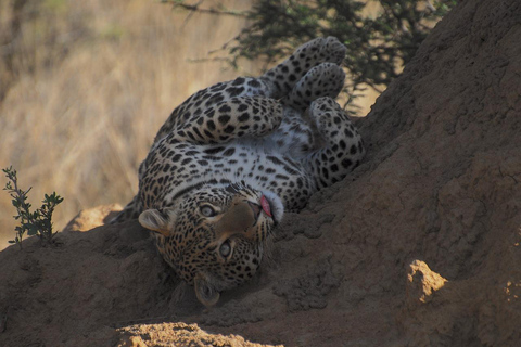 5-DNIOWE BUDŻETOWE SAFARI NA KEMPINGU