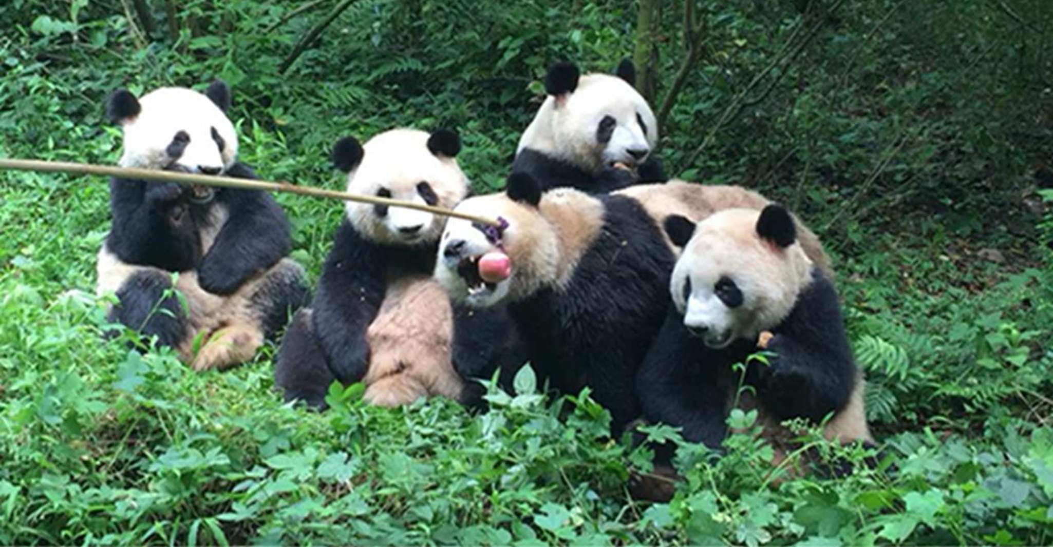 Excursão privada de um dia a Chengdu panda e Leshan Buddha - Hizvo