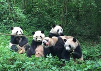 Chengdu panda & Leshan Buddha Tour privato di un giorno - Hizvo