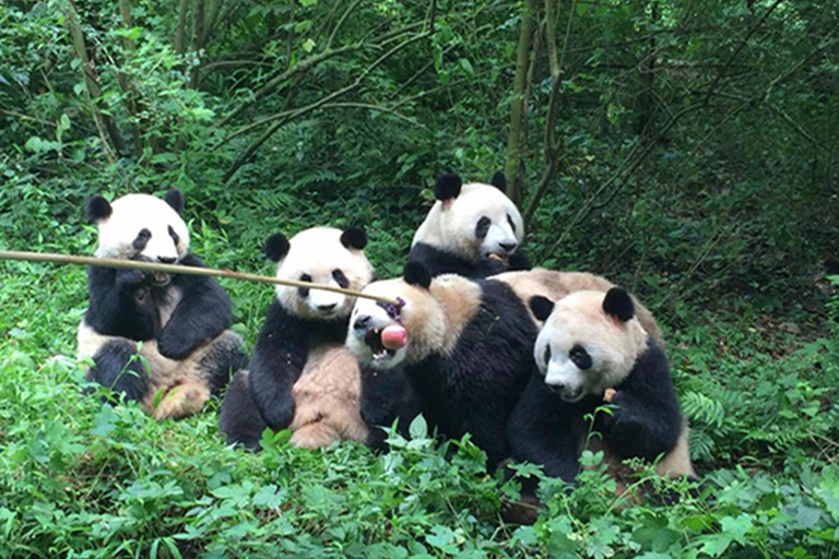 Chengdu panda & Leshan Buddha One Day Private Tour Panda & Buddha One Day Private Tour(Chinese driver only)
