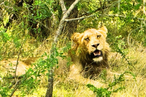 Kruger National Park 3-daagse beste safari ooit vanuit KaapstadHotel optie