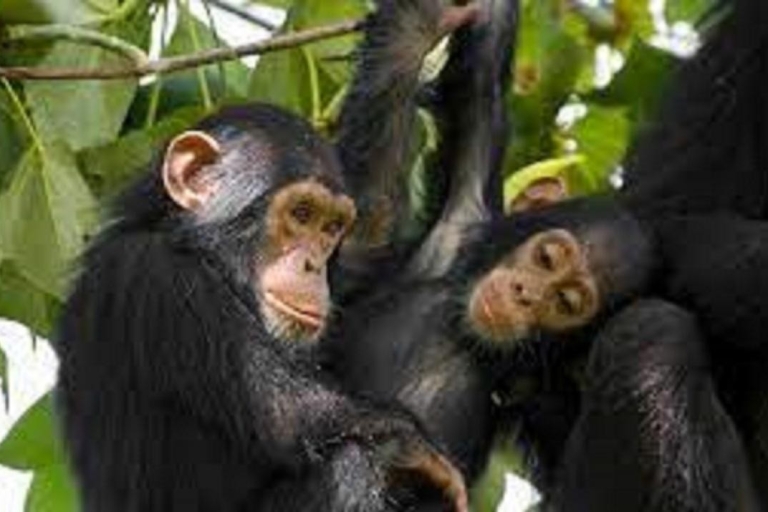 2 Tage Schimpansen-Trekking